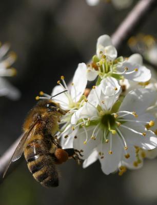 u44/giuss95/medium/28344788.Abeille_redimensionner.jpg