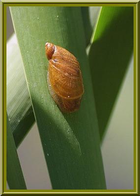 Escargot d'eau