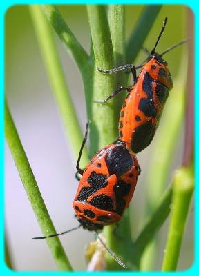 Pyrrhocoris apterus