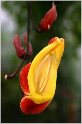 Thunbergia mysorensis