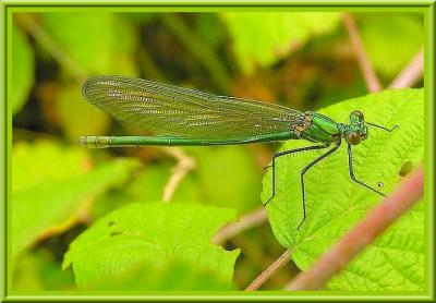 Agrion virgo