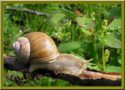 Les gastéropodes     Snail