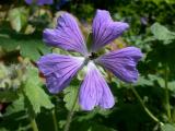 Geranium cenereum_resize.jpg