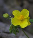 Oeillet Velu