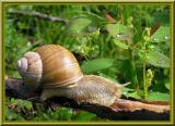 Escargot de Bourgogne