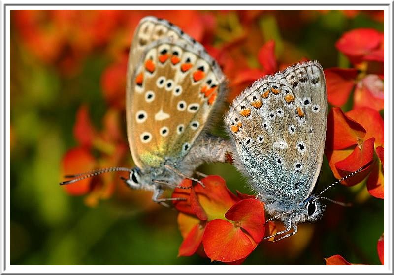 Polyommatus icarus (Lazur commun)