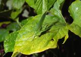 Sprinkhaan op blad na regen