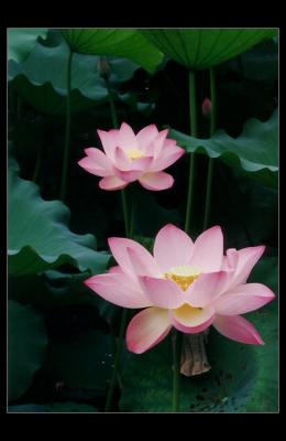 lotus01f.jpg