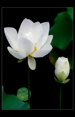 lotus02f.jpg