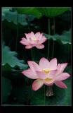 lotus01f.jpg