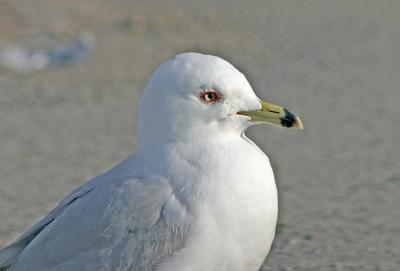 Ring-billed Gull with the Canon 75-300mm IS lens.
