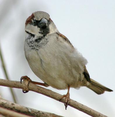 Common Sparrow