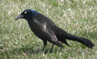 Common Grackle