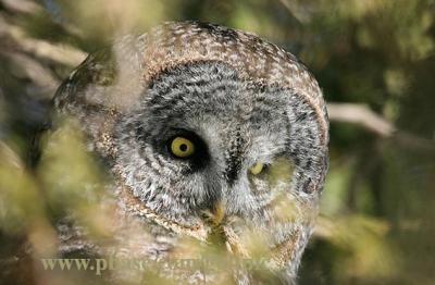 Great Gray Owl peers from behind foliage