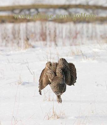 Great Gray Owl - View to a kill