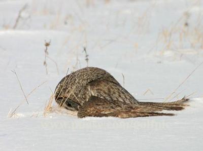 Great Gray Owl - View to a kill