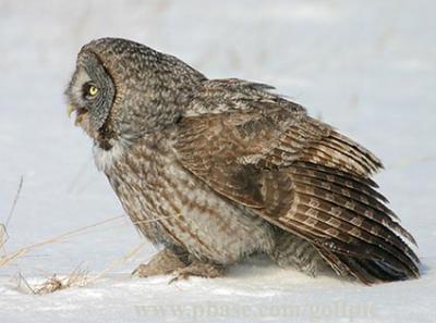 Great Gray Owl - View to a kill