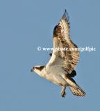 Osprey