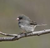 Dark-eyed Junco