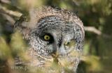 Great Gray Owl peers from behind foliage