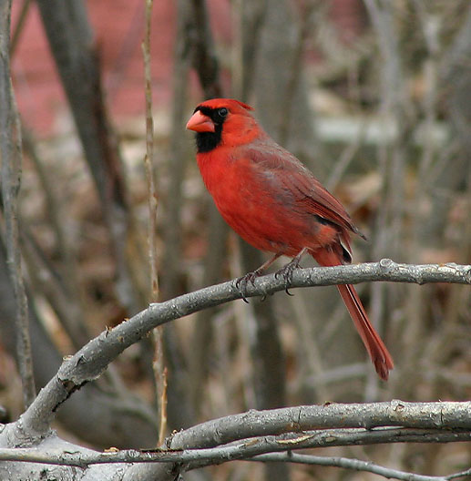 The male Northern Cardinal  [link to sound inside]