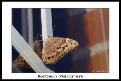Northern Pearly-eye