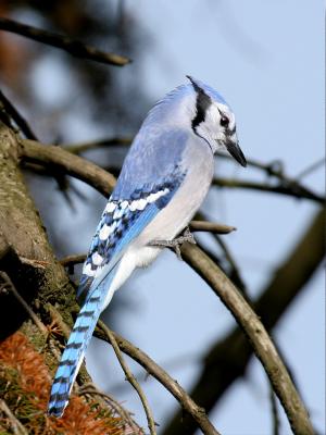 Blue Jay 01