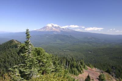 mt. adams and wilderness foreground