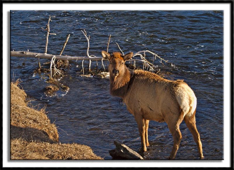Elk Along the Madison River