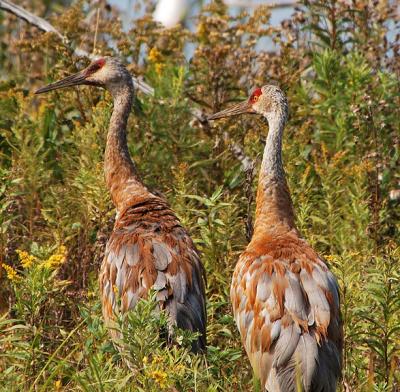 Sandhill Crane Pair