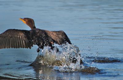 Double-Crested Cormorant Taking Off