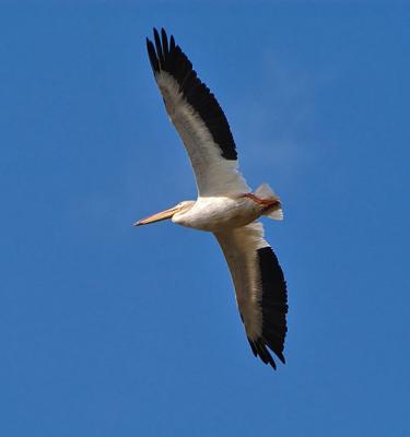 Hovering