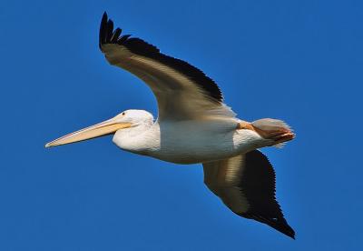 In Flight
