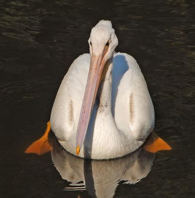 Frontal View