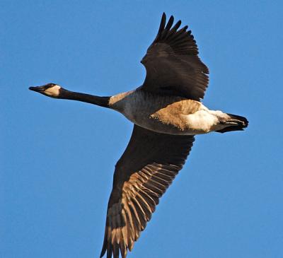 Canadian Goose in Flight