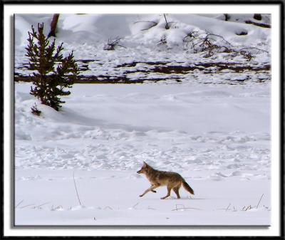 Running Coyote