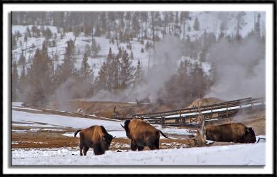 Bison Amidst the Steam