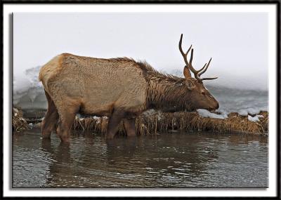 Bull Elk Along the Firehole River