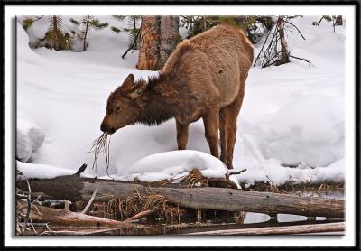 Elk Calf