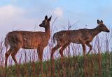 Whitetail Deer at Dusk