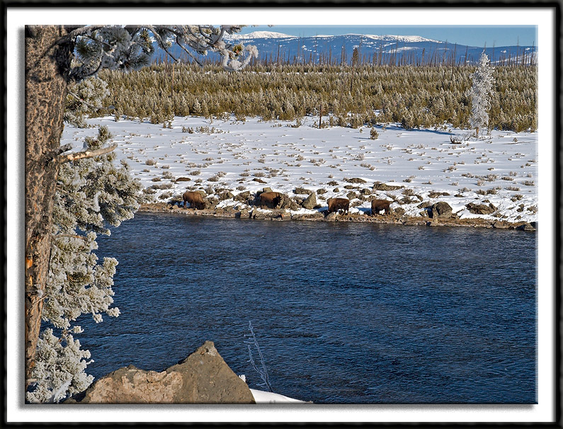 Bison Along The Madison