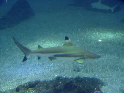 Maui Ocean Center