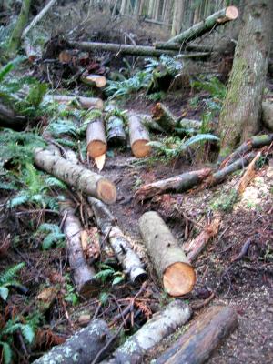 Blocked shortcut near the top of Poo Poo Trail