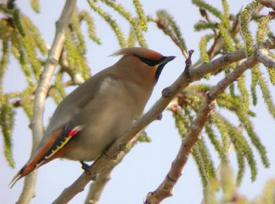 Bohemian Waxwing