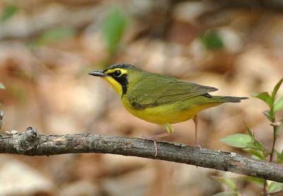 Kentucky Warbler, Marblehead, Massachusetts, May 2004