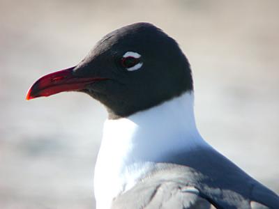 Laughing Gull