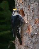 Black-backed Woodpecker