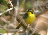 Kentucky Warbler