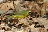 Kentucky Warbler