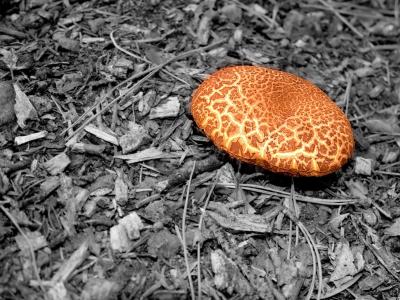 u44/gwiz/medium/33742616.Funghi.jpg